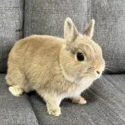おでんの画像