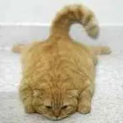 とかの画像