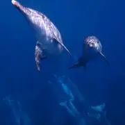 FUJICHIKAの画像