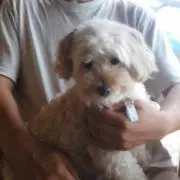 ぽんぽこ