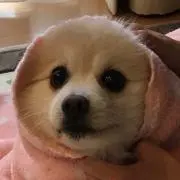 きらたんの画像