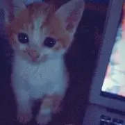 ペコリ