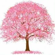 sakuraの画像