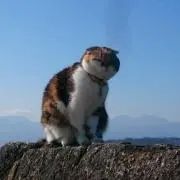 ゆう