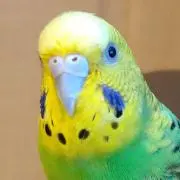 たかさんTの画像