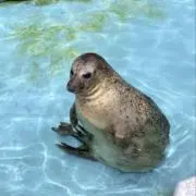 naoの画像