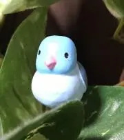siyamiの画像