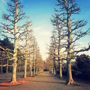 Lassieの画像