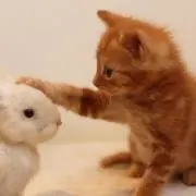 パパ