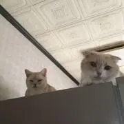 ゆりとわ