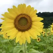 ⭐︎ひとみん⭐︎の画像
