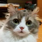 りぃの画像