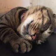 うえの