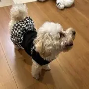 ayaの画像
