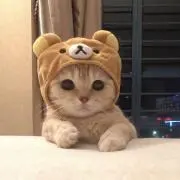 虎鉄