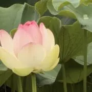 papillonの画像