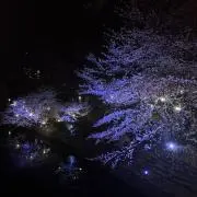 ( ᐢ, ,ᐢ)の画像