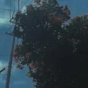 Yの画像