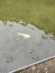もっちゃん