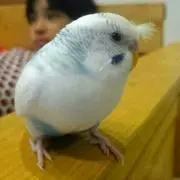 やよっこ