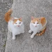nekomaruの画像