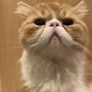 ねの画像