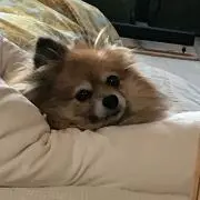 しょうたの画像