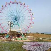 ニコの画像