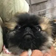 もなかの画像