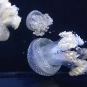 K☆の画像