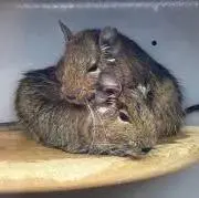ことあや