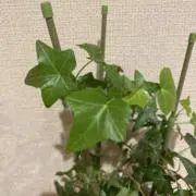 ひなたの画像