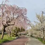 夜子