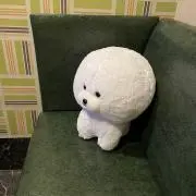 いぬ（プロフご一読ください）の画像
