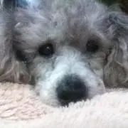 ponの画像