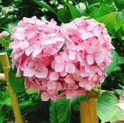 omotenashiの画像