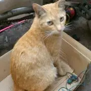 おおちび☆