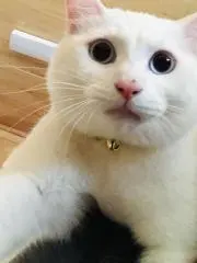 しろきちの画像