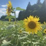 himawariの画像