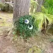 ゆあなの画像