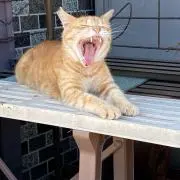 ryugaの画像