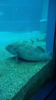 マーミット けっこう仮面フィギュア 2体 ジャンク品 - メルカリ