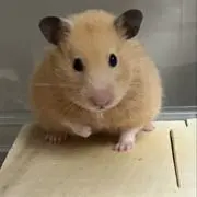 シバの画像