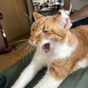 びけの画像