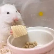 しぃ