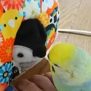 ぴよてぃ♪の画像
