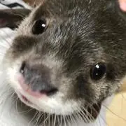 理英会ピンポンワーク 年中9月~年長フルセット26冊 +音声ペン - メルカリ