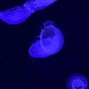 appyの画像