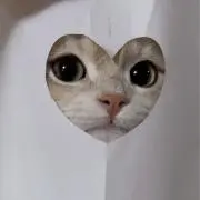 Anaの画像
