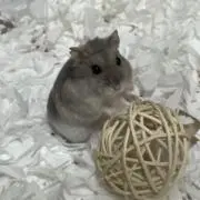 ハルの画像